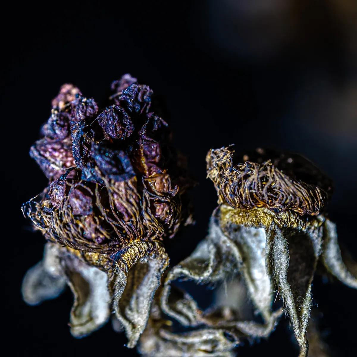 Organic Food Markets in Skagen City Center