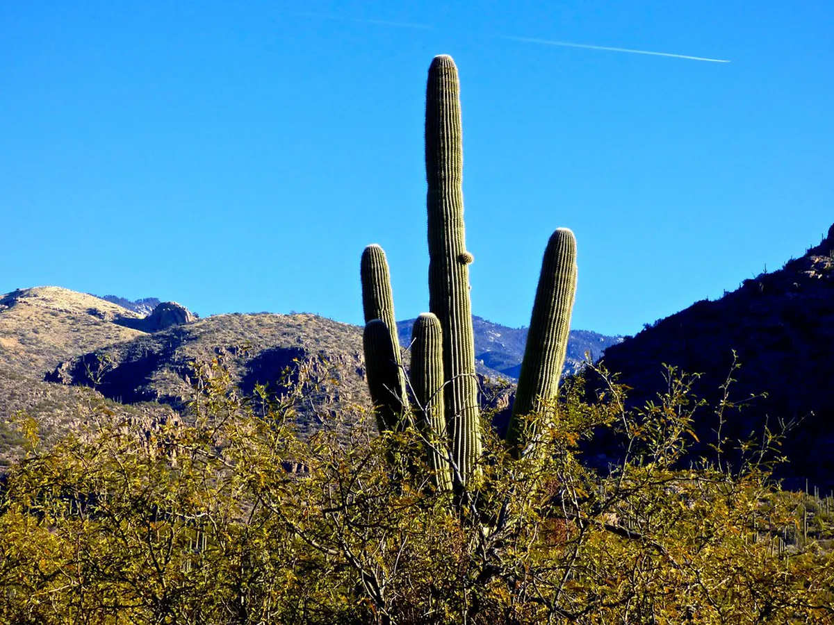 Best Guided Nature Walks in Penha Mountain Park Guimarães