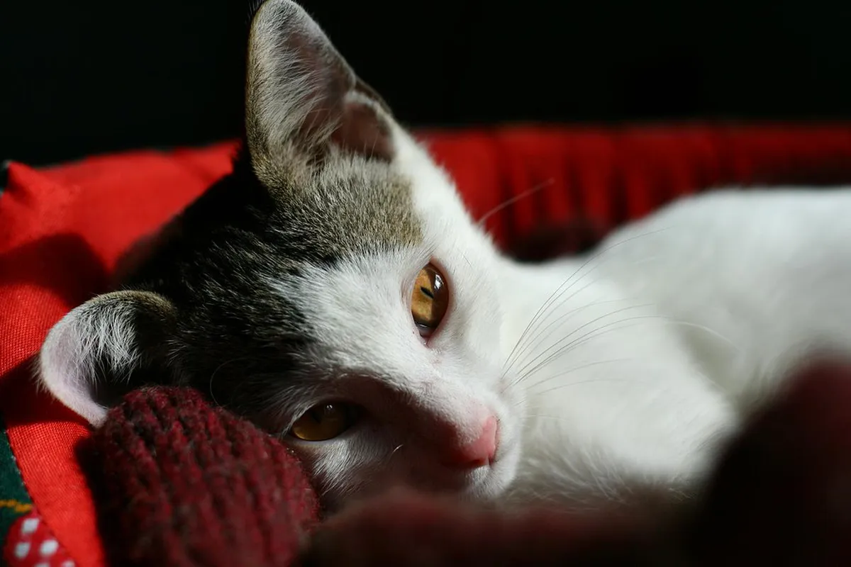 New Ginja Tasting Experiences Óbidos Guide 2026