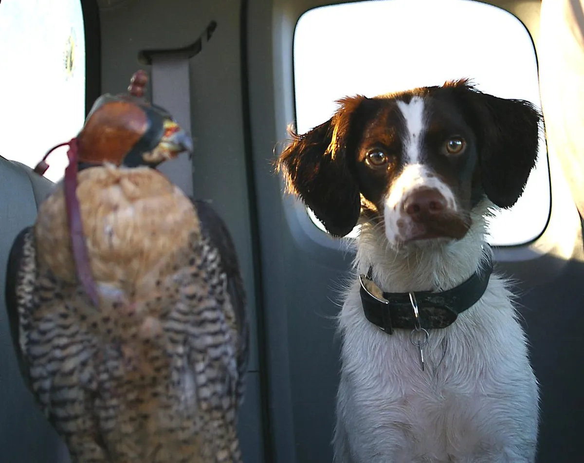 Falconry Locarno New Shows 2026: A Complete Guide