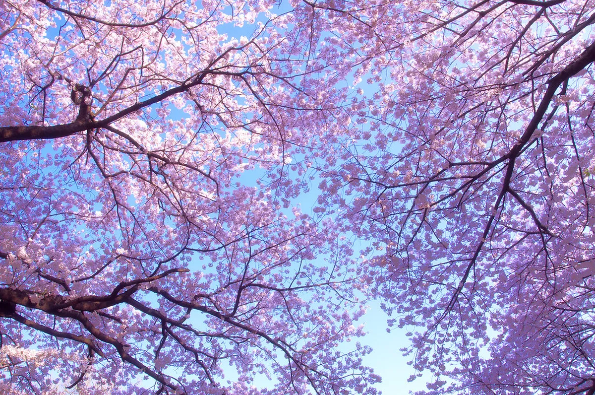 Best Spring Blossom Viewing Spots in Lugano 2026